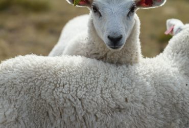 Is wool vegan?