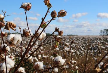 3 reasons why cotton is not sustainable