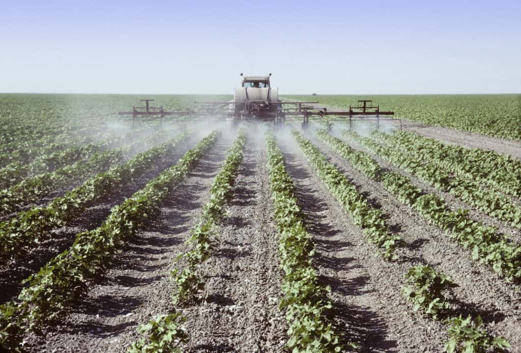 Spraying young cotton plants in a field