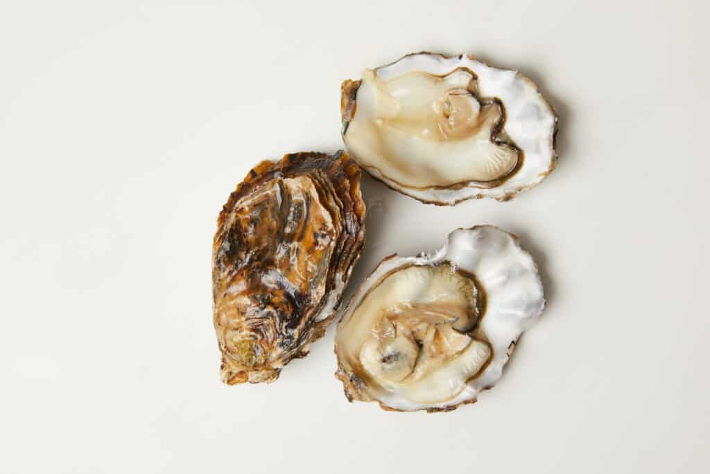 Oyster