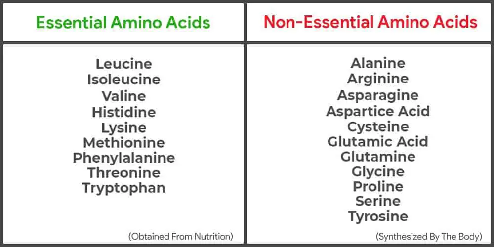 Essential and non-essential amino acids